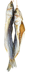 Image showing Two dried salted grey mullet fishes