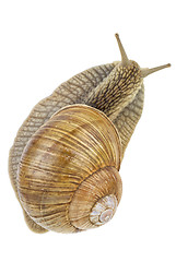 Image showing Snail. View from above.  Focus point - snails head