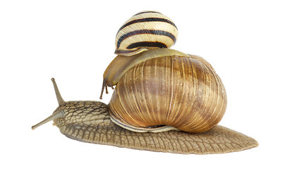 Image showing Two snails