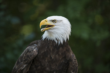 Image showing American Eagle