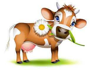 Image showing Little Jersey cow eating daisy