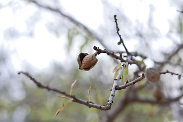 Image showing almond nut fruit tree outdoor in sumemr autumn