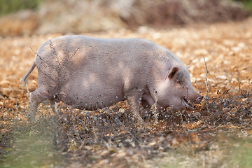 Image showing domestic pig mammal outdoor in summer 