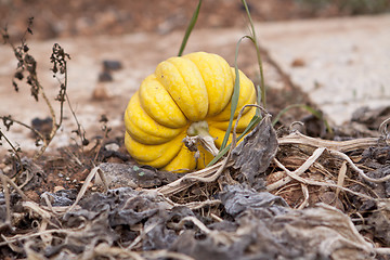 Image showing fresh orange yellow pumpkin in garden outdoor