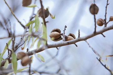 Image showing almond nut fruit tree outdoor in sumemr autumn