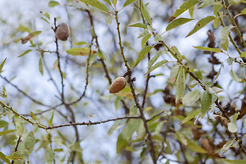 Image showing almond nut fruit tree outdoor in sumemr autumn