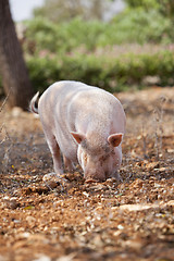 Image showing domestic pig mammal outdoor in summer 