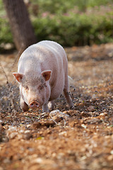 Image showing domestic pig mammal outdoor in summer 