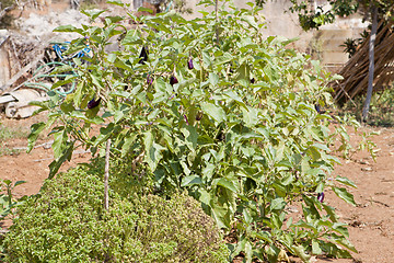 Image showing healthy eggplant aubergine purple outdoor in summer