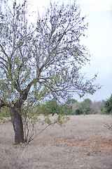 Image showing almond nut fruit tree outdoor in sumemr autumn