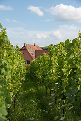 Image showing Alsace landscape and vinewyard