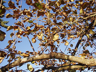 Image showing Autumn leaves