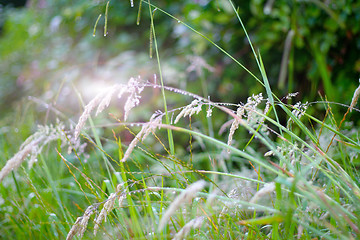 Image showing grassy