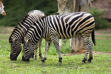 Image showing Zebra