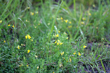 Image showing grassy