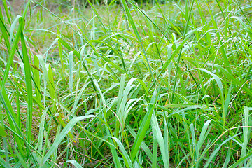 Image showing grassy