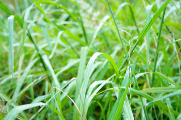 Image showing grassy