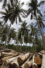 Image showing Coconut tree