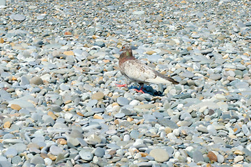 Image showing texture beach