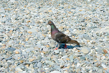 Image showing texture beach