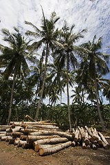 Image showing Coconut tree