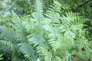 Image showing green plants