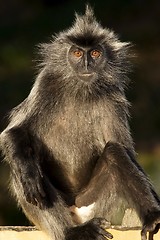 Image showing Monkey