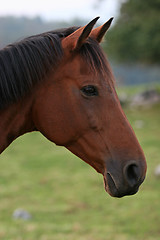 Image showing horse portrait