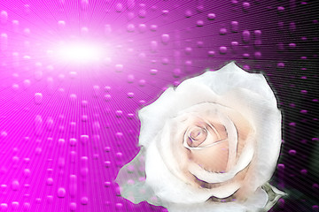 Image showing flower rose