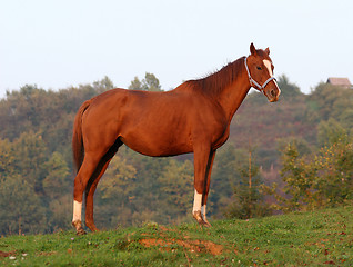 Image showing horse