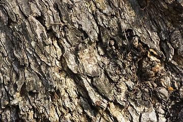 Image showing Tree skin texture