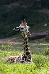 Image showing Giraffe