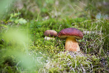 Image showing Mushrooms