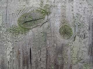 Image showing Weathered wooden texture     