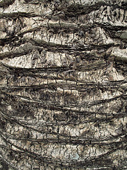 Image showing Palm tree trunk close up