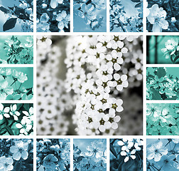Image showing Spring collage 