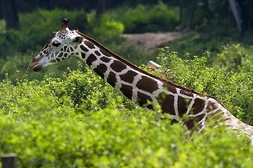 Image showing Giraffe