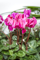 Image showing cyclamen pink