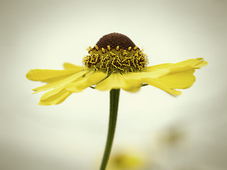 Image showing yellow autumn flower