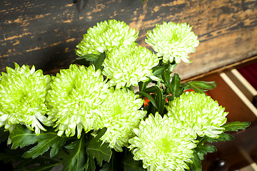 Image showing green and white flowers