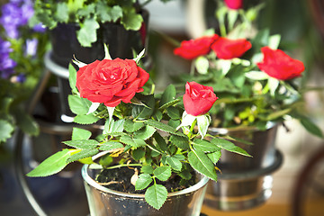 Image showing red roses