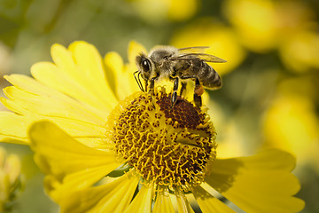 Image showing little bee