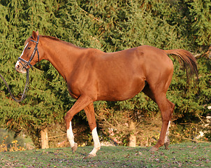 Image showing race track horse