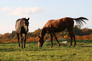 Image showing horses