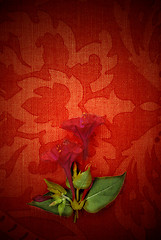 Image showing card, red passion and flower