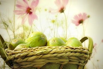 Image showing basket of figs in the garden