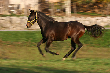 Image showing young racing stallion