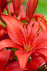 Image showing red lilly flowers 