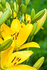 Image showing yellow lily flowers 