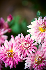 Image showing pink flowers 